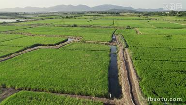 安徽丘陵平原农村水稻航拍